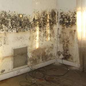 Tips for Removing and Preventing Mold in the Home