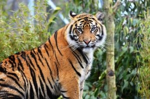 6 spesies harimau yang terancam punah