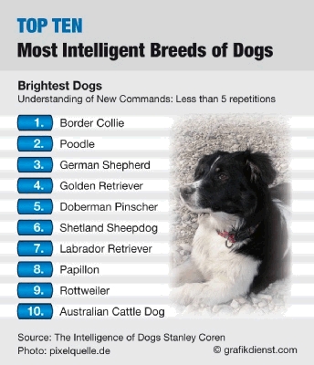 दुनिया के 10 सबसे बुद्धिमान जानवर