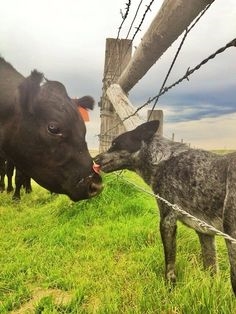 7 melhores raças de cães para pessoas ocupadas