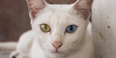 세계에서 가장 이상한 고양이 품종 10가지