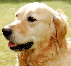 TOP 10 des races de chiens populaires et pourquoi elles ont été élevées