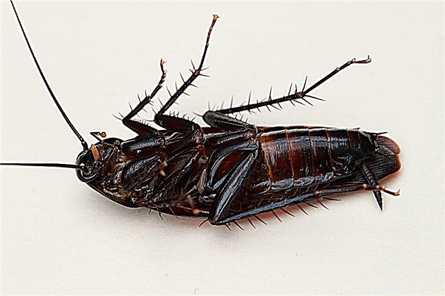 6 manieren om kakkerlakken en mieren weg te houden