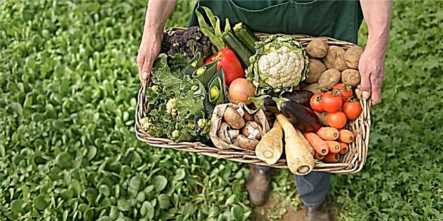 Kas yra ekologiškas maistas?