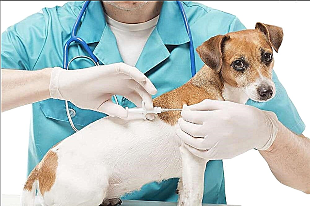 วิธีฉีดวัคซีนให้น้องหมา