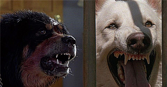 Top 10 des films de chiens tueurs